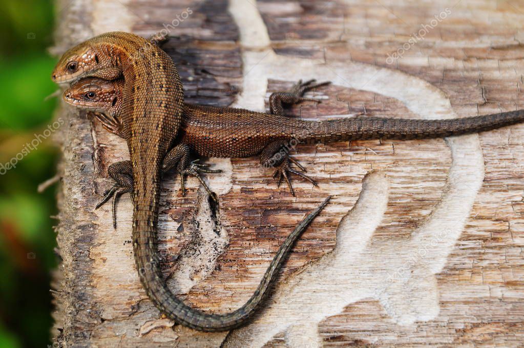 Dos lagartos marrones en un viejo árbol caído. La cabeza es pequeña con