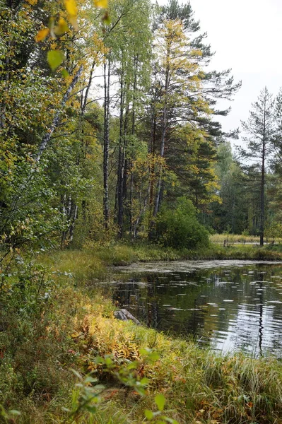 Осенний Лес Озере Березах Желтые Зеленые Листья Зеленые Сосны Желтая — стоковое фото