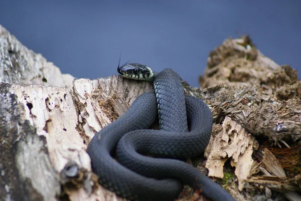 Serpiente Serpiente Hierba Está Acostada Sobre Viejo Árbol Caído Serpiente —  Fotos de Stock