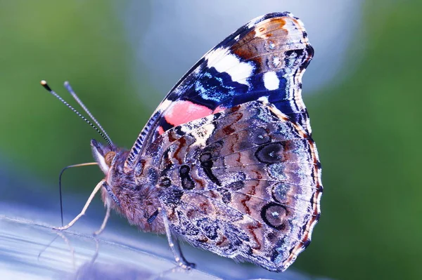 Foto Una Hermosa Mariposa Con Patrón Muy Bien Visible Parte — Foto de Stock