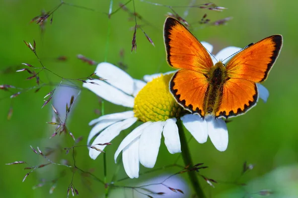 Mariposa Brillante Con Alas Color Rojo Naranja Sentada Sobre Una — Foto de Stock