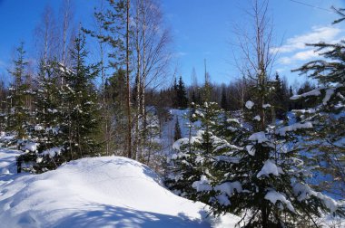 Bahar geliyor. Parlak Mart güneş parlıyor. Mavi gökyüzü açıktır. Kar değil henüz erimiş ve güneşte parlıyor. Köknar, çam, ağaç vardır hala ayakta karda.