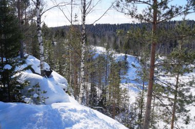 Parlak güneşli bir bahar günü Mart. Kar hâlâ erimemiş olmasısence. Huş ağacı, çam. Ufukta yoğun bir ormandır.