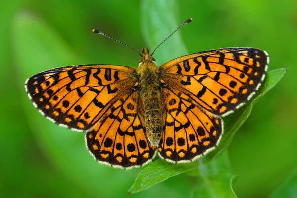 Mariposa Naranja Brillante Sobre Fondo Verde Las Alas Una Mariposa — Foto de Stock