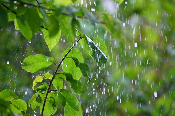 Rain on a summer day. The leaves on the branches of the tree wet, visible raindrops.