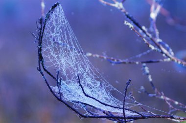 Sabahın erken saatlerinde ağaçların dallarında ağ iplikleri. Çiy web damlalarının konuları üzerinde.