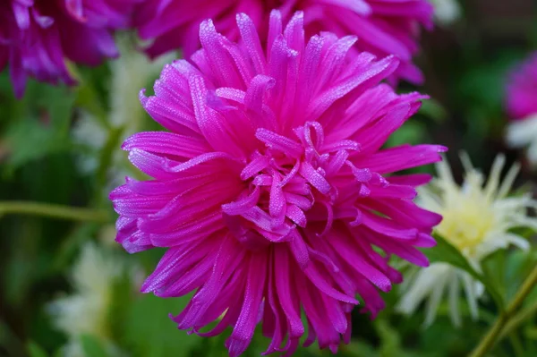 Красивый Ярко Розовый Астр Саду — стоковое фото