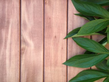 ahşap bir zemin üzerine yeşil yaprakları. bir yüzey yazıtlar için.