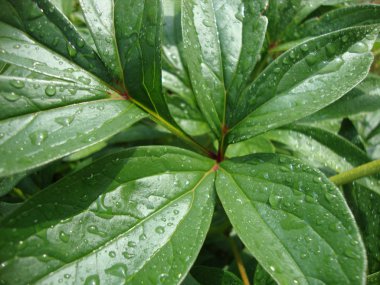 yeşil yaprakların arka plan. boş alan yeşil yaprak. lupine yaprakları.