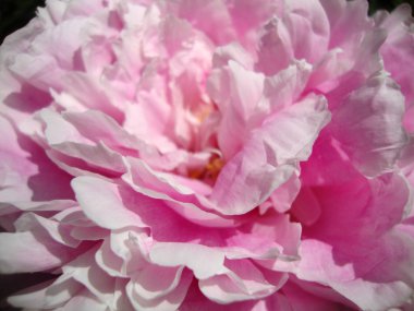 pembe şakayık kapatın. makro çiçek. yaz çiçek. Bahçe şakayık.