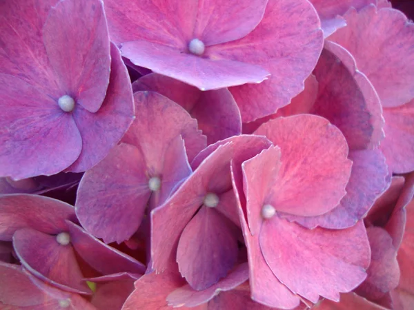 hydrangea lilac bloom close-up. lower, pink, nature, garden, flowers, plant, spring.