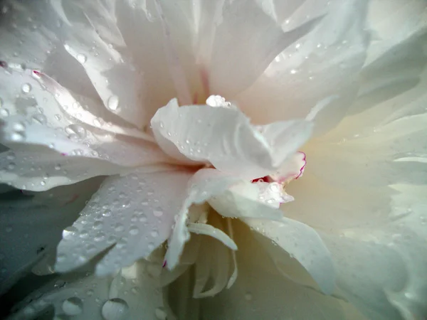 Pivoine Rose Blanche Près Macro Fleur Fleurs Été Pivoine Jardin — Photo