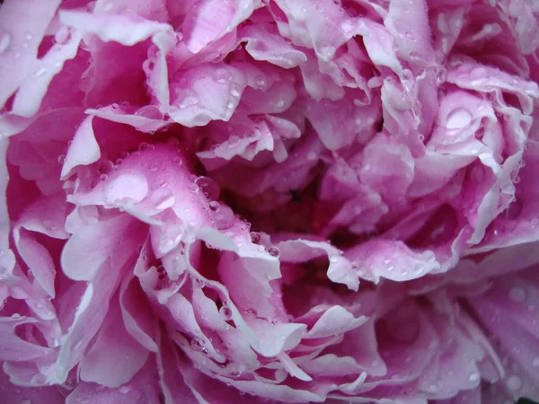 Pivoine Rose Blanche Près Macro Fleur Fleurs Été Pivoine Jardin — Photo