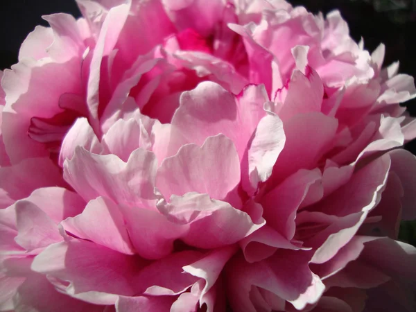 Pivoine Rose Près Macro Fleur Fleurs Été Pivoine Jardin — Photo