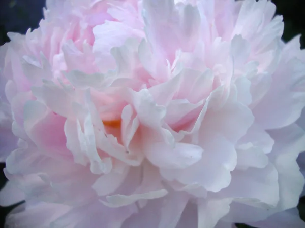Ροζ Παιωνία Κοντινό Πλάνο Λουλούδι Μακρο Άνθη Καλοκαίρι Παιωνία Κήπος — Φωτογραφία Αρχείου
