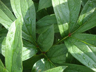 yeşil yaprakları ile yağmur kökenli bırakır. doğa. Yeşiller. yeşillik. Şakayık yaprağı.