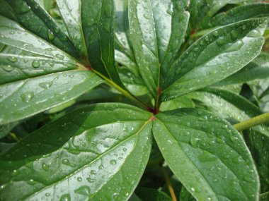 yeşil yaprakları ile yağmur kökenli bırakır. doğa. Yeşiller. yeşillik. Şakayık yaprağı.