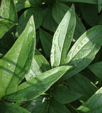 yeşil yaprakları ile yağmur kökenli bırakır. doğa. Yeşiller. yeşillik. Şakayık yaprağı.