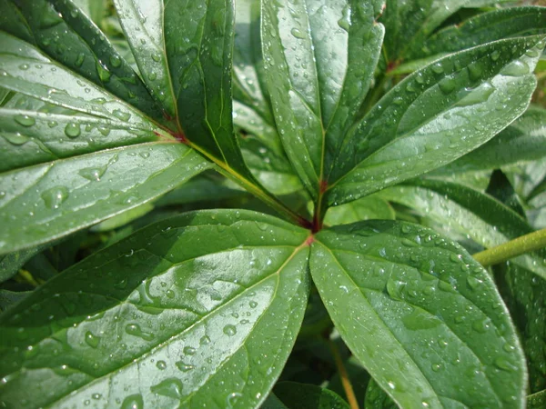 yeşil yaprakları ile yağmur kökenli bırakır. doğa. Yeşiller. yeşillik. Şakayık yaprağı.
