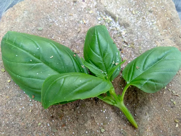 green basil. spices. seasonings. food. ingredient. basil, leaf, herb, food, isolated, fresh, green, plant, spice, ingredient, white, organic, leaves, healthy, vegetable, aromatic, freshness, salad, closeup, herbal, raw, natural, bunch, cooking, herbs