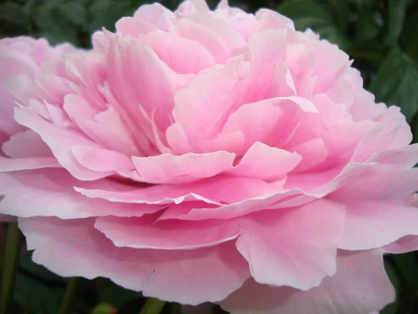 Ροζ Λουλούδι Τριαντάφυλλο Παιώνια Φύση Κήπο Λουλούδια Άνθος Φυτό Μακροεντολή — Φωτογραφία Αρχείου