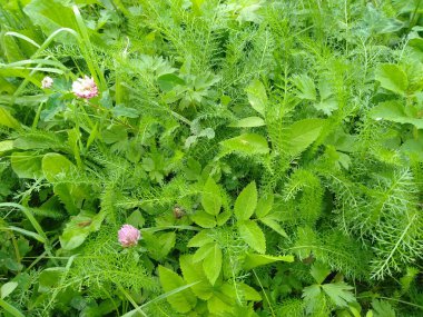 çayır çimen yeşil arka plan doku bitki doğa yaz