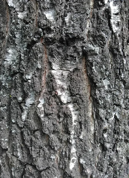 Textur Der Rinde Eines Baumes Hintergrund Makro — Stockfoto