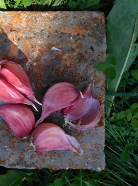 sarımsak. kesimi. baharat. baharat. madde. Food.organic madde