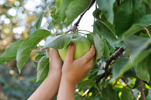 Childrens hands reach to pluck a green Apple from a branch. In the setting sun. Bluer. — Stock Photo, Image