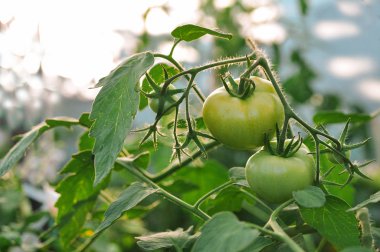 Sonbahar serada domates hasat. Kırmızı ve yeşil sebzeler.