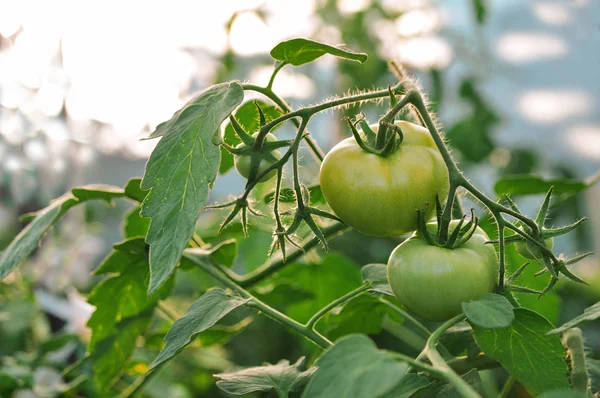 Sonbahar serada domates hasat. Kırmızı ve yeşil sebzeler.