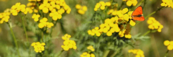 Orange butterfly on yellow field flower tansy on summer day. Blurred background. Banner. — Stock Photo, Image