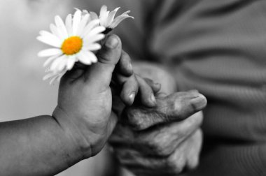 baby hand gives chamomile for older woman on holiday. 1 year and 90 years clipart