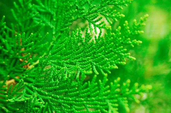 Ветка Зеленого Дерева Крупным Планом — стоковое фото