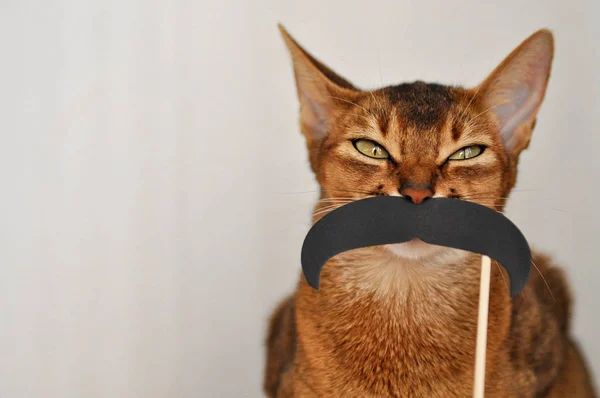 Abyssinian cat with a paper mustache on a white background. Pet cat closeup