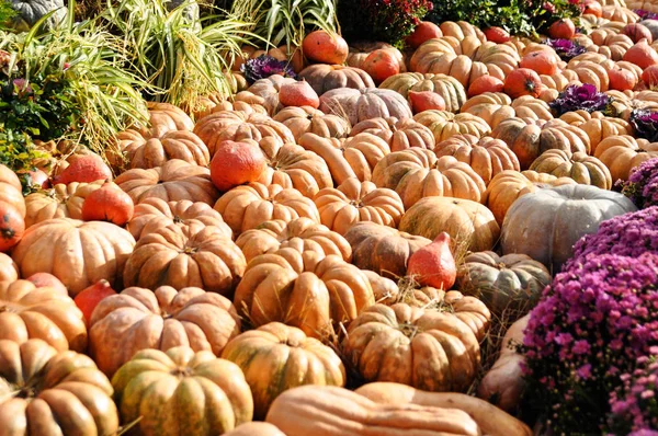 Harvest holiday, farm market, festive decorations with pumpkins