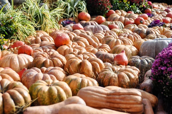 Harvest holiday, farm market, festive decorations with pumpkins