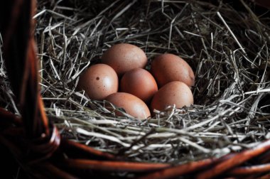 Tavuk yumurta yakın çekim. Kahverengi renk saman ile sepetindeki doğal ekolojik yumurta. Paskalya kavramı.