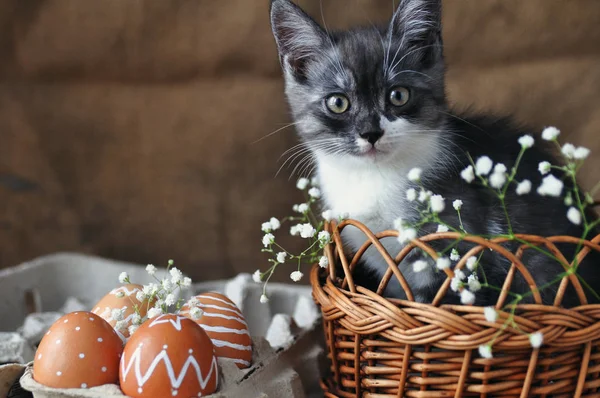 Cute grey little kitten in a wicker basket and Easter eggs of natural red color with a graphic pattern of white paint in a cardboard tray on a retro burlap background. copyspace