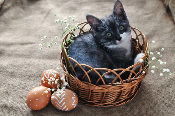 Cute grey little kitten in a wicker basket and Easter eggs of natural red color with a graphic pattern of white paint in a cardboard tray on a retro burlap background. copyspace