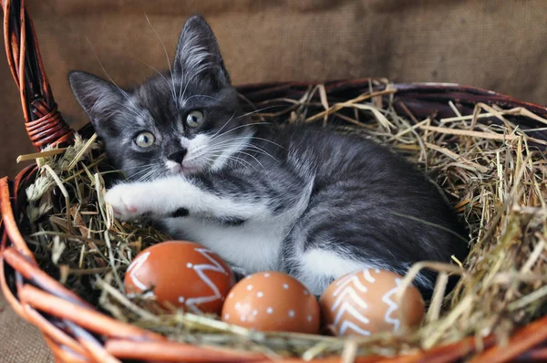 Cute grey little kitten in a wicker basket and Easter eggs of natural red color with graphic pattern of white paint on retro burlap background. copyspace.selective focus