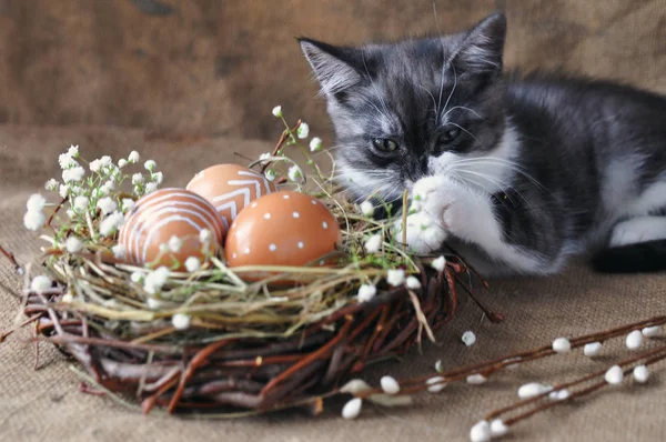 Cute gray little kitten next to the Easter eggs the natural red color with graphic print of white paint in a wicker nest, and willow branches on a vintage burlap background. copyspace.selective focus