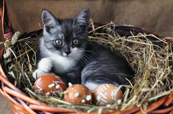 Cute grey little kitten in a wicker basket and Easter eggs of natural red color with graphic pattern of white paint on retro burlap background. copyspace.selective focus