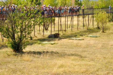 Crimea. Aslanlar Park. 24 Ağustos 2018. İnsanlar üzerinde doğal ortamlarında, aslanları izlerken platformları ile ilgilenen izin. Hayvanat Bahçesi
