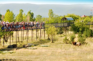 Crimea. Aslanlar Park. 24 Ağustos 2018. İnsanlar üzerinde doğal ortamlarında, aslanları izlerken platformları ile ilgilenen izin. Hayvanat Bahçesi