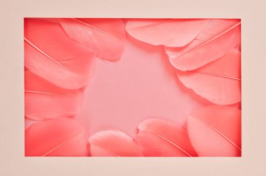 Çerçeve trendi renkli yaşayan mercan closeup ile Gerçek tüyler. 2019 yılının rengi