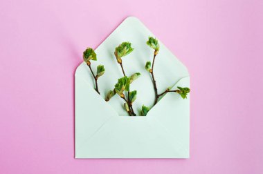 Pembe arka planda, kağıt bir zarfın içindeki dalların üzerinde genç yeşil yapraklar. Kopyalama alanı
