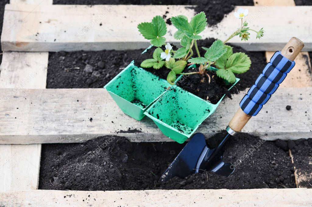 An unusual way of planting strawberry seedlings in the beds of old pallets.