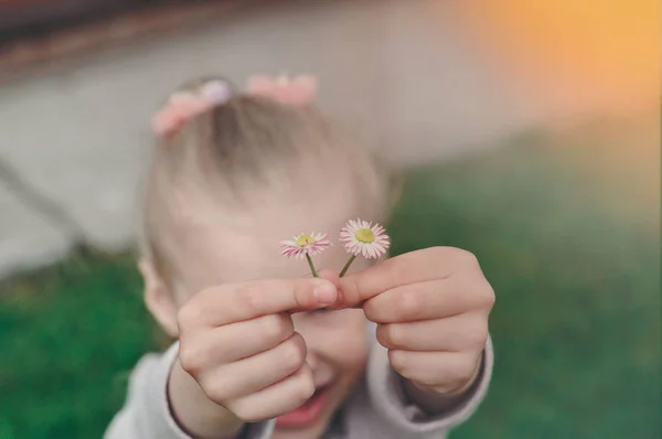 Маленькие детские руки, держащие цветок Дейзи над головой летом — стоковое фото