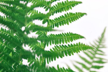 Eğrelti otu yapraklarının yeşil arka planı. kopyalama alanı